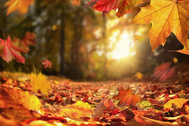 Autumn 2026 Updates